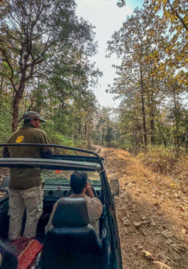 safari-pench